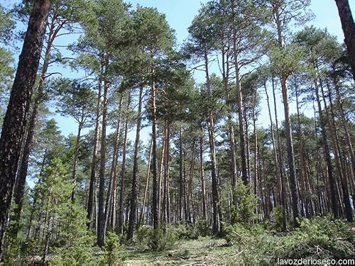 30 Semillas Pino Silvestre (Pinus Sylvestris)