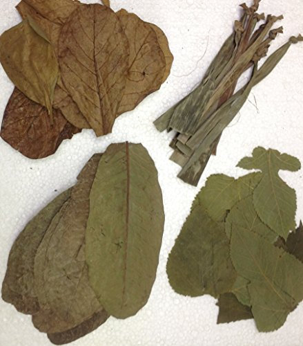 Bananen- Guaven- Maulbeer- und SeemandelbaumblätterSet (4x10 Stück) für Garnelen, Krebse & Co - original A-Markenware von garnelenshop24de - BLITZVERSAND