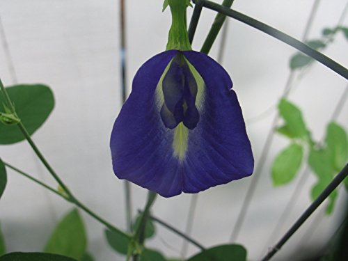Clitoria ternatea papillon pois bleu simple 10 graines
