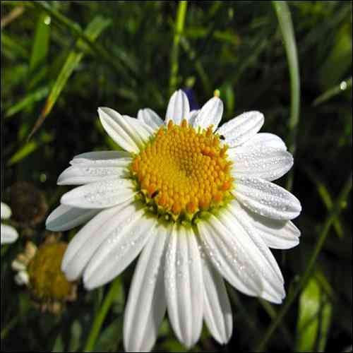 200 Semillas - Semi Crisantemo Shasta fiore della margherita (Crisantemo Máximo)