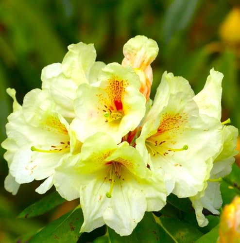 Rhododendron Hybride  Goldbukett  großblumige Alpenrose 30-40 cm hoch