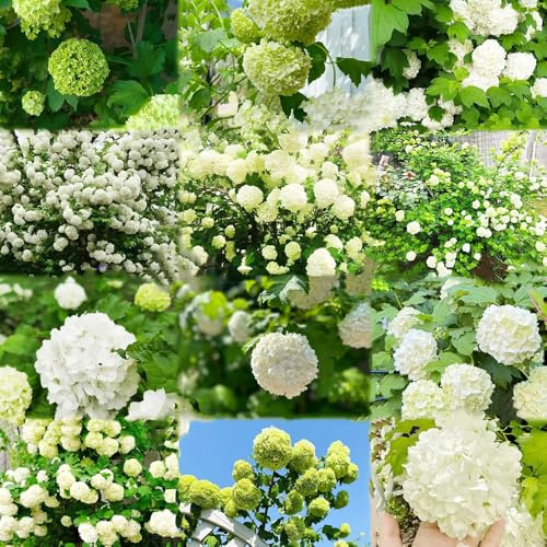 schneeballhortensie - immergrüne sträucher winterhart kübelpflanzen winterhart gartenpflanzen blumensamen balkon gartenblumen - Seltene serie 300samen