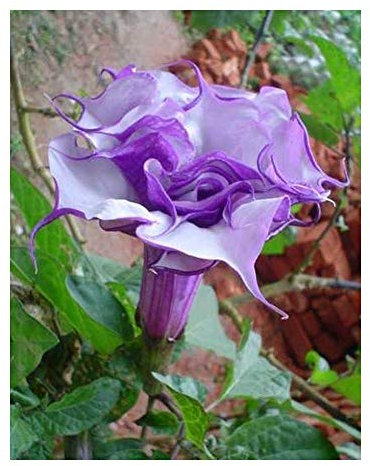 Datura purple queen double - Engelstrompete - Stechapfel - 10 Samen