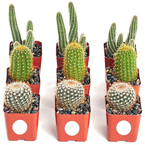 Pack de 9 Cactus Variados Maceta 5cm Plantas Decorativas