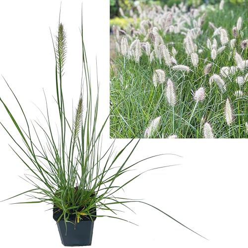 Zwerg Lampenputzergras | 3 Stück im Topf| Pennisetum al. 'Little Bunny' von Intragarten Winterhartes Ziergras Mehrjährig