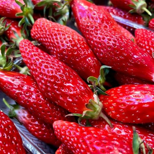 semi di fragola biologici, balcone, estremamente resistenti serra da giardino, 700pcs