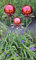 Jürgen Bocker Garten-Ambiente Blütenzauber Paris Rosenkugel 3er Set 15/15/10 cm Edelstahl Gartenstecker Deko mit Stab 80 cm (rot poliert)