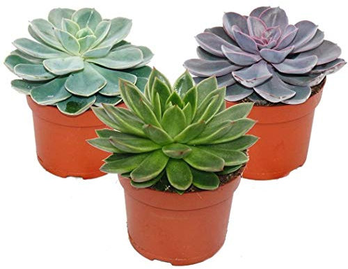 Pack de 3 Plantas Suculentas Echeveria Grandes en Maceta de 12cm Colores Variados Según Disponibilidad