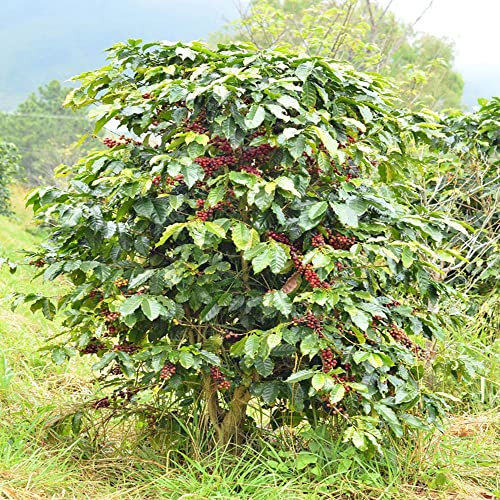 10 Stück bohnen kaffee samen zum pflanzen kaffeebohnen kaffebohnen coffee kaffeepflanze balkon deko pflanze pflanzen deko winterharte balkonpflanzen baum bio zimmerpflanzen pflanzenkübel