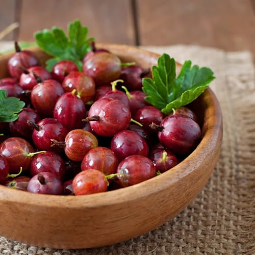Gooseberry 'Hinnonmaki Red' - Hardy Finnish Variety with Plump, Delicious Fruits 3 Litre Pot x 1 by Thompson & Morgan