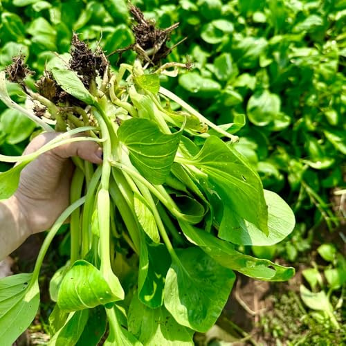 Semi di pak choi - arredamento del soggiorno Senape cinese orticole balcone giardino roccioso giardino, resistenti, longeve d'appartamento esotiche 700pcs
