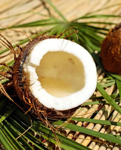 Pianta di PALMA DA COCCO ‘Cocos Nucifera’ - in vaso Ø 19 cm h. 100/120 cm