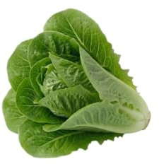 Lechuga Romana DECOALIVE para Huerto en Casa | Semillas para Cultivo Sencillo