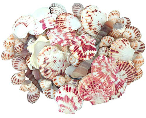 JZMYXA Sea Shells Mixed Beach Seashells Various Maximum Sizes up to 2 Inches Shells Approx. 80 Pieces Seashells