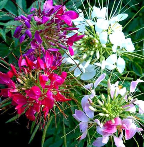 Spider Flower Color Foutain Mixture - 600 Seeds + Plant tag + Freebie - Cleome Hassleriana