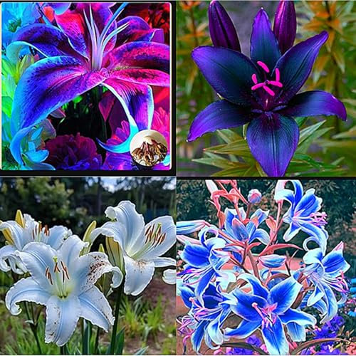 Lilienzwiebeln, Zarte Blumenzwiebeln,Lilium Martagon，Duftende Blumen,Lilium，Winterharte Stauden,Lilien Winterhart MehrjäHrig，Lilien Winterhart-4zwiebeln-C