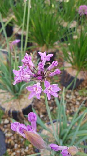 Tulbaghia violacea 'Lila' / Ail violet d’Afrique du sud/Conteneur de 3 à 4 litres/Vivace