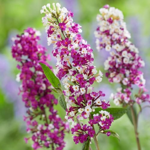 Buddleja 'Berries and Cream' - Bicolour Butterfly Bush, Hardy Shrub for Sunny Borders, Attracts Bees and Butterflies, Summer Flowering Plant – 1x 9cm Potted Plants by Thompson & Morgan