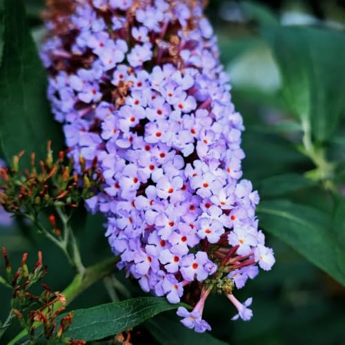 semi resistenti di farfalla lilla - giardino, farfalle buddleia -Buddleja, all'esterno aiuola, 85pcs