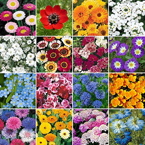 Wild Flower Premium Seed Mix No Grass Meadow Bees & Butterfly | 100% Flowers (100g)