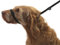UniWalker Figure of 8 Training Lead for dogs that pull. With collar strap included. 3 leads in 1. Black