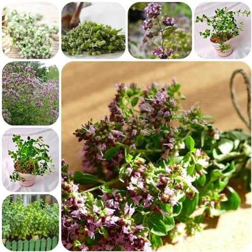 Semi di maggiorana - orto aromatiche sul balcone Origano majorana - del giardino semi di medicinali varietà antiche 200pcs