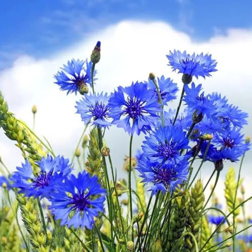 Kornblumen Samen blumen samen, bonsai samen kornblumensamen, Centaurea cyanus blumen geschenk, bio saatgut bodendecker samen winterhart samen winterhart, pflanzensamen garten samen, 400pcs