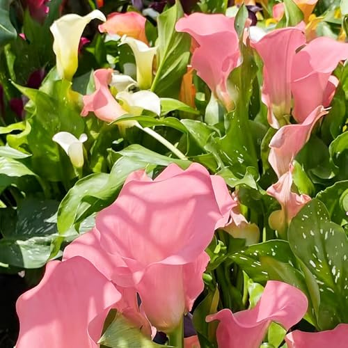 bulbi calla balcone giardino ufficio riverdimento resistenti decorativi 7pcs