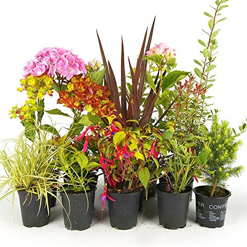 GardenersDream 5 x Mixed Garden Plant Collection in Pot - Natural Garden Ready Herbaceous Outdoor Plants - All Year Round Climbers Plants for Gardens - Ornamental Grasses (20-60cm)