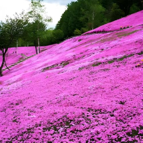 OLOADE Graines de thym, graines de Fleurs faciles à cultiver, Couvre-Sol Vivace Rustique pour Jardins, parterres de Fleurs et extérieur.