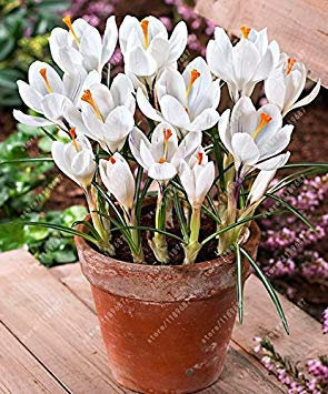 seedsown Semillas de adelfa (Nerium Oleander Bush) 100 + Semillas