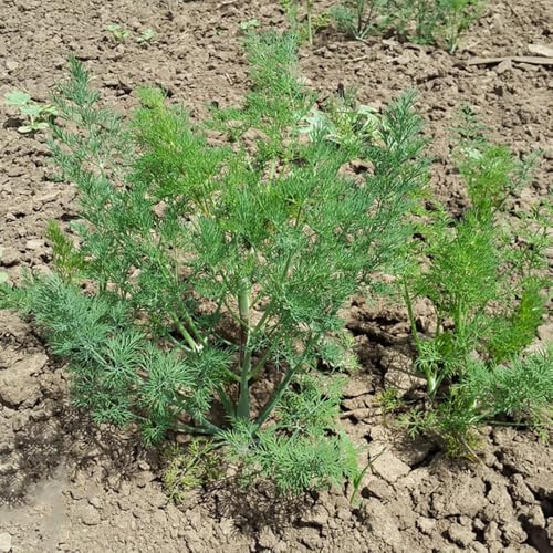 eneldo semillas de semillas de cocina invierno variedades tradicionales eneldo decoración balcones 1000pcs