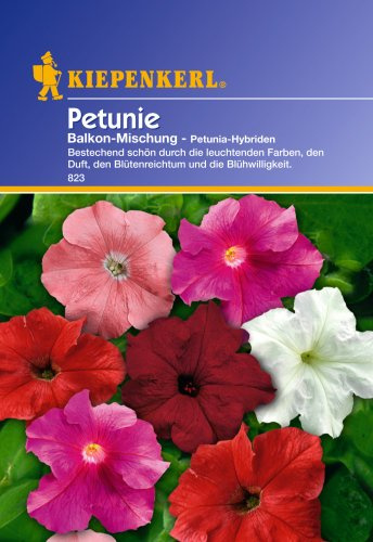 Graines de pétunia Sperli - Mélanges de pétunia pour balcon - Vert