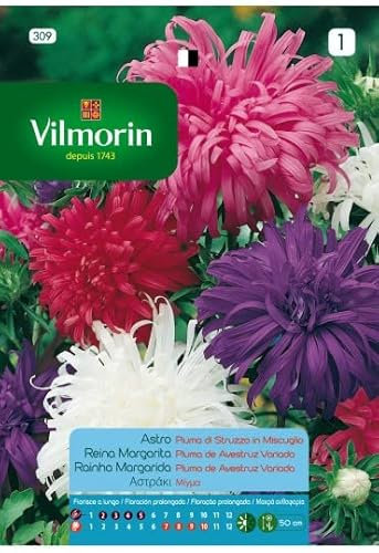 Semillas de REINA MARGARITA PLUMA AVESTRUZ VARIADA S-1, 0,8 gr