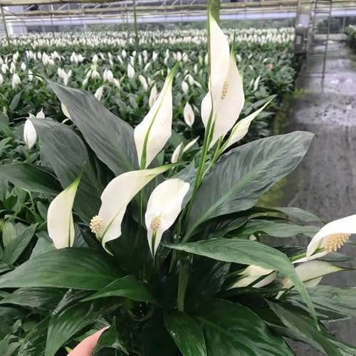 einblatt zimmerpflanze samen - zimmerpflanzen, winterharte pflanzen für balkon balkonpflanzen winterhart mehrjährig, pflanzen balkon garten, bodendecker samen winterhart pflanzen deko, 85pcs