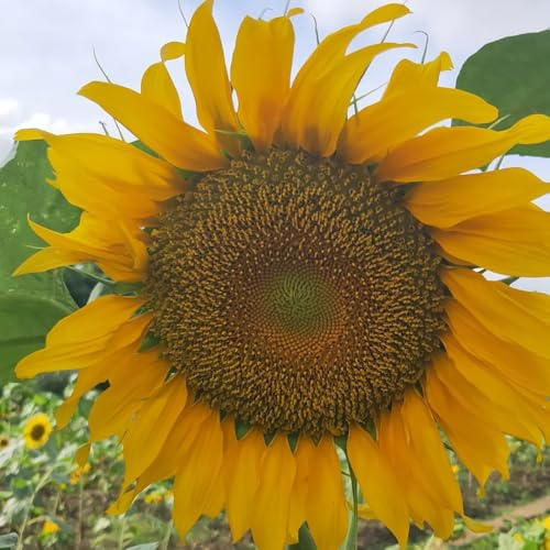 semillas de girasol - perennes cobertura del suelo resistentes variedades antiguas jardín 300pcs