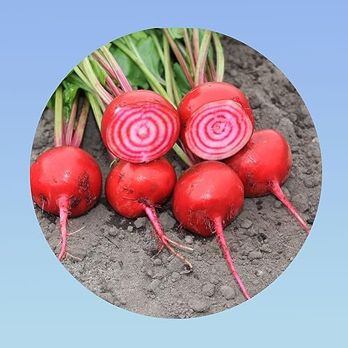 Planète graines - 5 grammes de betterave TONGA DI CHIOGGA - environ 300 graines beta vulgaris