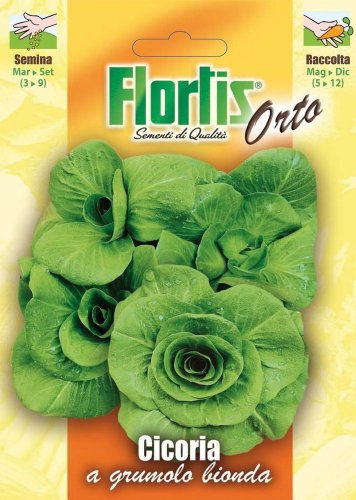 Cicoria A Grumolo Bionda