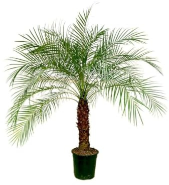 Garden Center Shop | Phoenix Roebelenii | Palmera Enana Natural | Palmera Ornamental Tropical para Exterior e Interior Luminoso | Planta Decorativa para Jardín, Terraza o Patio (Roebelenii m31)