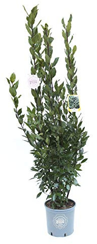 Vannucci Piante - Laurus nobilis, Alloro, Cespuglio, Pianta vera in vaso, Pianta da siepe, Pianta da terrazzo
