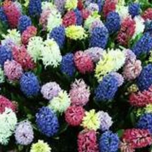 Hyazinthen zwiebeln,winterhart Mehrjährig,traubenhyazinthen rot,traubenhyazinthen rosa,mehrjährige krautige Pflanzen,Frühlingsblüher,traubenhyazinthen zwiebeln(nicht künstlich)-2zwiebeln-A