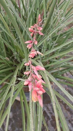 Hesperaloe parviflora 'Rubra' / Yucca rouge/Conteneur de 3 à 4 litres