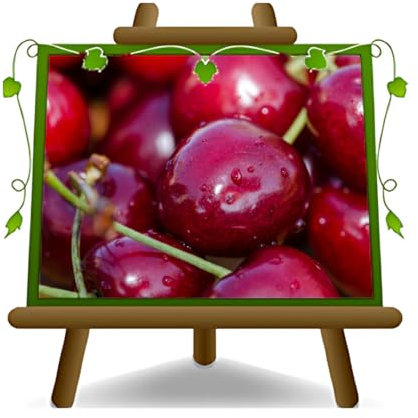 EURO PLANTS VIVAI Cerise sucrée Van Arbre fruitier Hauteur: 170 cm Âge: 2 années Pot: 20 cm