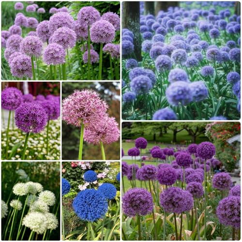 Semi di Allium giganteum, regali da giardino per le donne Semi di porro gigante, prodotti sostenibili per luoghi soleggiati perenni per gli ospiti con 400pcs