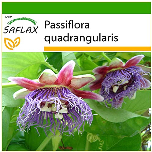 SAFLAX - Jätte Granadilla/King Granadilla - 12 Frön - Med pottsubstrat för bättre odling - Passiflora quadrangularis