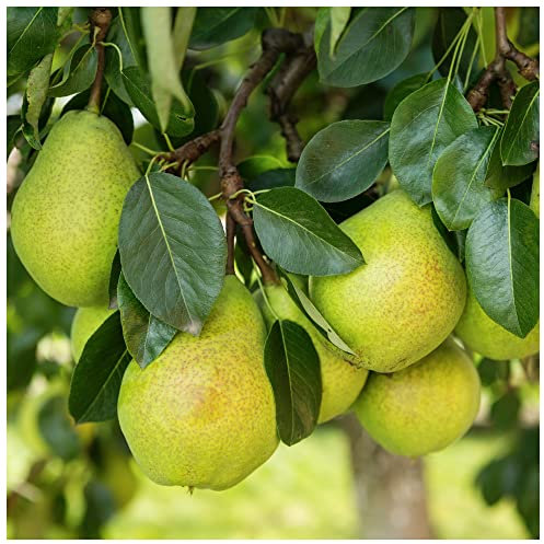 Williams' Bon Chrétien Pear Tree 3-4ft in 4L Pot, Ready to Fruit, Old English Dessert Pear 3fatpigs®