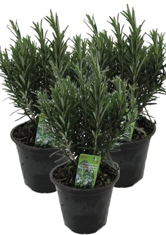 3er Set XXL italienischer Rosmarin im Topf - Rosmarinus officinalis