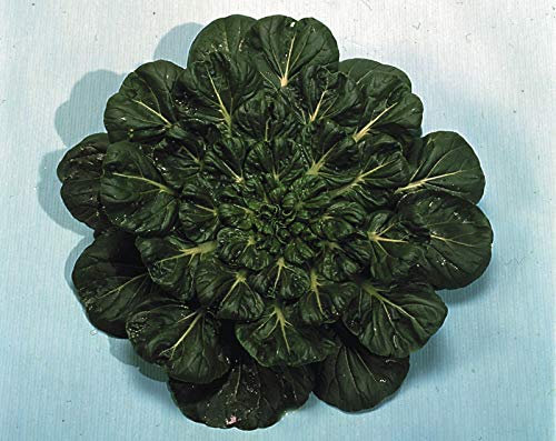 Portal Cool Vegetale - Pak Choi - Tatsoi - 250 Semi