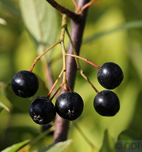 Aronia melanocarpa 'Nero' 40–60 cm – Winterhart, Mehrjährig, Pflegeleicht – Apfelbeere Nero – Obststrauch für Garten & Naschhecke