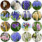 bulbos de jacinto bulbo de flor bulbo de jacinto cesta de plantas Resistente jacinto raro bombachos de primavera plantas exóticas inusuales bulbos de flores jardín plantador de bulbos 12pcs